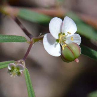 Chamaesyce florida, Chiricahua Mountain Sandmat, Southwest Desert Flora<